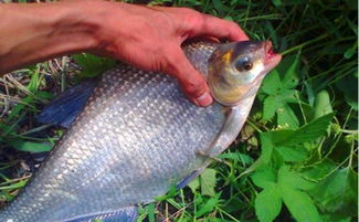 彻底解决饵料不粘的秘诀,让你的钓鱼不再烦恼!