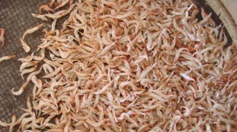 如何制作钓鱼饵料冻虾,一步步指南