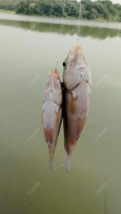 端午节钓鱼饵料怎么用?这份视频教程让你轻松钓大鱼!