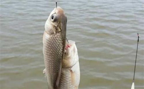 自制翘嘴假饵,钓鱼高手必学的饵料制作秘籍