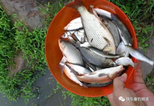 手搓饵神器,轻松制作诱鱼饵料的秘诀