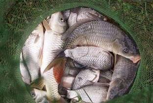 自制钓鱼饵料，省钱又有效？揭秘DIY饵料的实战效果