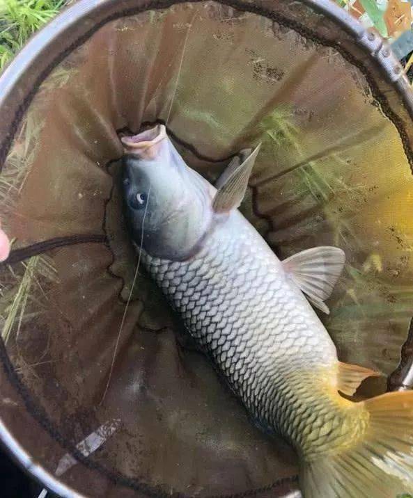 钓鱼饵料没有拉丝怎么办?这些解决方法你一定要知道!