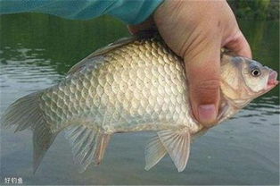 钓鱼饵料太腥怎么办?5种实用技巧帮你重获鱼口