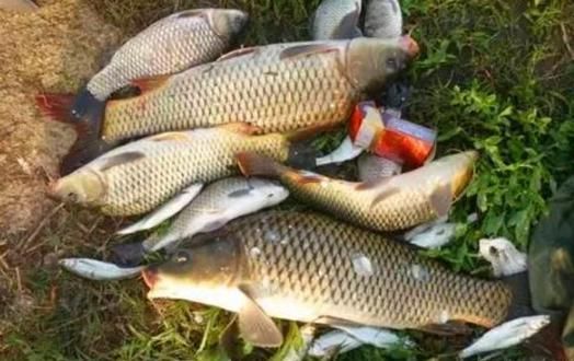 鲤鲫钓鱼饵料怎么选?这份指南让你轻松上鱼!