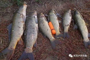 九叔钓鱼饵料怎么用的啊?详细使用指南