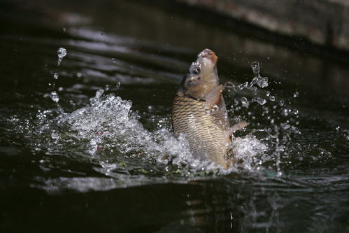 专业钓鱼饵料打窝口袋制作全攻略,手把手教你打造高效诱鱼神器!