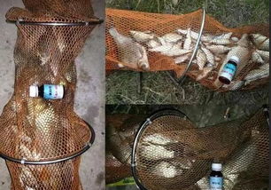 钓鱼饵料水溶袋,掌握这5步,让鱼儿主动上钩!