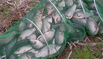 红糖钓鱼饵料,低成本实战秘方,让鱼儿疯狂咬钩!