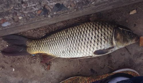 干玉米变饵料,钓大鱼的秘密武器