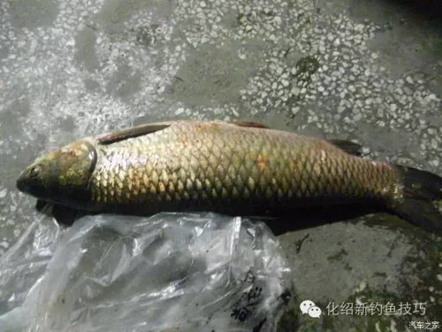 自制红薯钓鱼饵料,让鱼儿疯狂上钩的秘诀