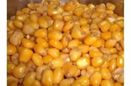 干玉米饵料的完美煮制指南