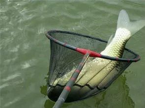 钓鱼高手的秘密武器,如何挑选渔杆和饵料(附视频推荐)