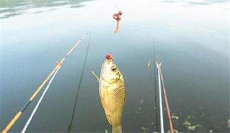 钓鱼饵料钩子绑法,如何绑得既牢固又美观