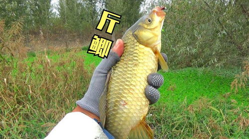 钓鱼饵料打窝的终极技巧,让鱼儿疯狂咬钩的秘密武器!