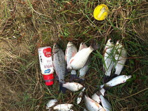 铅头钩钓鱼饵料使用方法详解