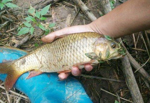 钓到大鲤鱼的秘诀,非鲤不钓饵料配比全攻略