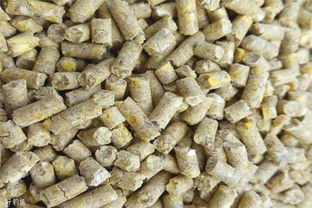 钓鱼饵料没有盆怎么办，实用替代方法和技巧