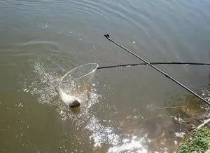 钓鱼饵料原味配比全攻略