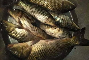 没有药材，也能自制诱鱼饵料！这些方法你一定要知道