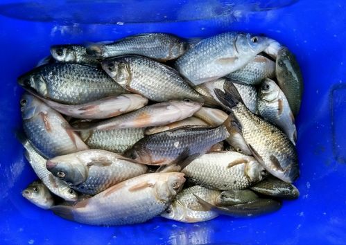 如何配制有效的鲈鱼钓鱼饵料