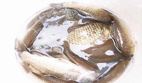 黑沙钓鱼秘籍，快速诱鱼饵料配方与实战技巧