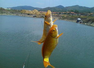 大飞鲫钓鱼饵料配方大全，如何配制有效的饵料