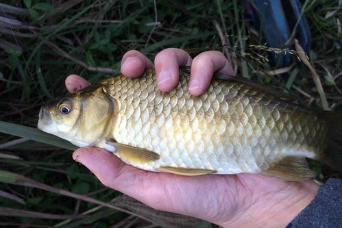 宁波鲫鱼饵料全攻略，哪里买、怎么用、效果如何？