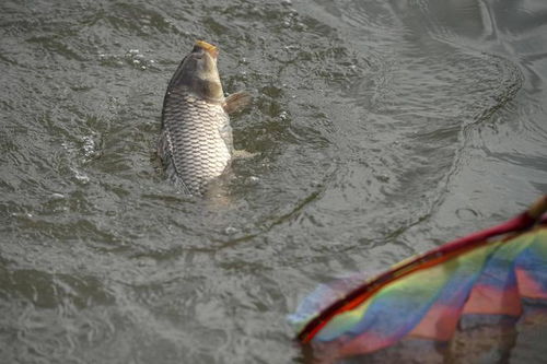 泡泡球钓鱼饵料怎么样？深度评测与使用体验