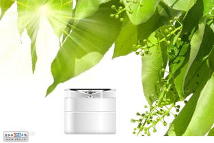 神奇的绿色饵料，柿子叶的钓鱼妙用