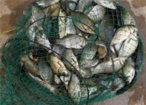 自然材料也能钓大鱼，没有药材，照样做出诱鱼高手饵料