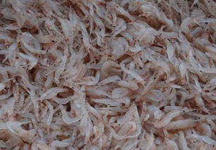 9米深水自制饵料秘籍，钓鱼高手必学的实用技巧