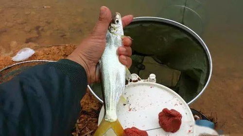 钓鱼饵料酒糟怎么用好吃？这份详细指南请收好！