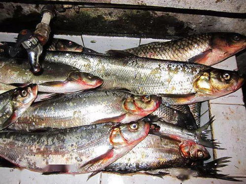 鱼的心理防线，揭秘饵料被吃掉的科学与艺术