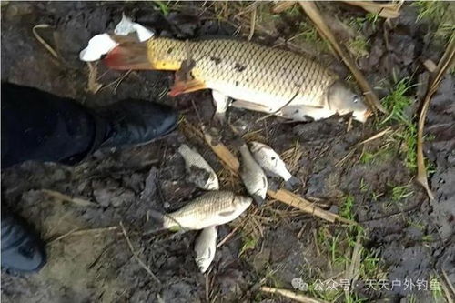 大雨天钓鱼饵料怎么开？这5个技巧让你鱼获翻倍！