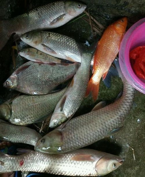 鱼诱鱼塘钓鱼饵料怎么配，从基础配方到实战技巧