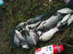 面筋钓鱼饵料，免洗使用方法详解