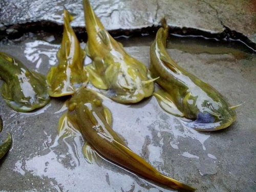 鱼啃石钓鱼饵料怎么用，掌握这几点，鱼获翻倍！