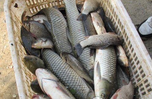 懒人必备！钓鱼饵料不用手搓，这个视频教你3分钟搞定！