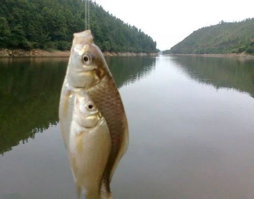 飞兔大麦钓鱼饵料的使用方法与技巧，提升你的钓鱼体验