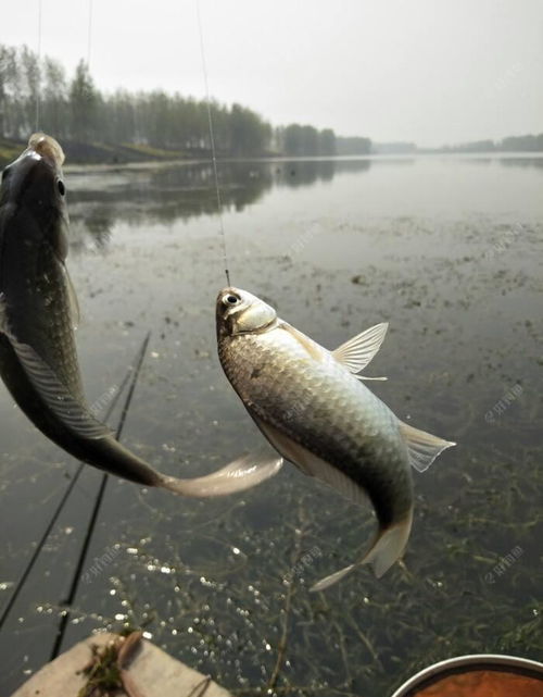 徒手制作户外钓鱼饵料，简单实用的钓鱼秘方，让你轻松征服鱼群！