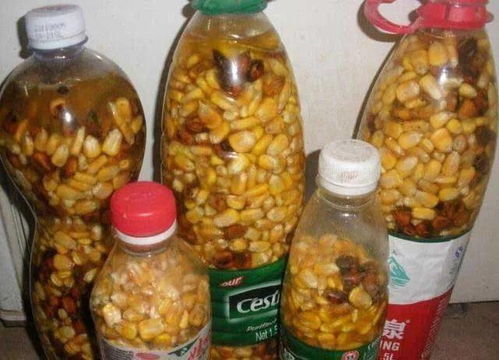 臭玉米钓鱼饵料秘方，自制实战配方，三天见效！