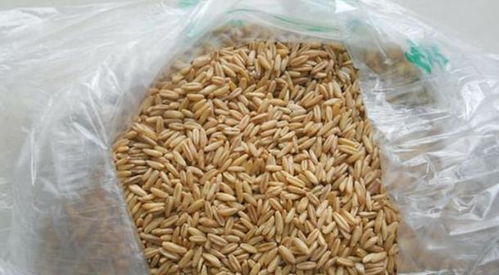 冰钓饵料配制全攻略,从基础配方到实战技巧 冰钓饵料配制全攻略,从基础配方到实战技巧