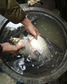 塘角鱼垂钓全攻略,饵料选择与钓法技巧 塘角鱼垂钓全攻略,饵料选择与钓法技巧