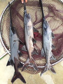 钓鱼饵料制作指南,一步步教你自制美味饵料 钓鱼饵料制作指南,一步步教你自制美味饵料