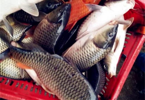 鲤鱼跳水饵料制作全攻略,从零开始打造诱鱼利器 鲤鱼跳水饵料制作全攻略,从零开始打造诱鱼利器