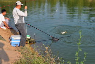 钓鱼饵料辅助器的使用全攻略，提升垂钓成功率的秘密武器