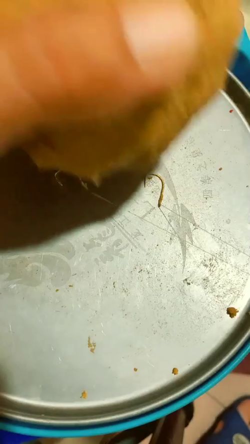 用猪肝制作钓鱼饵料的详细教程