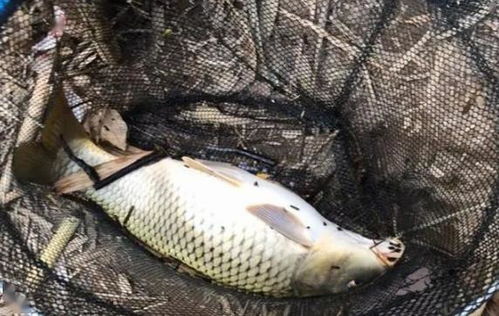 钓鱼饵料怎么抛掉，从新手到高手的抛饵技巧全解析