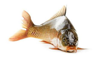 鲤鱼饵料带藻，揭秘水底诱惑的艺术